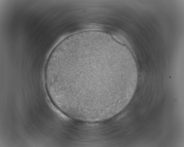 X0000081351243200702082246