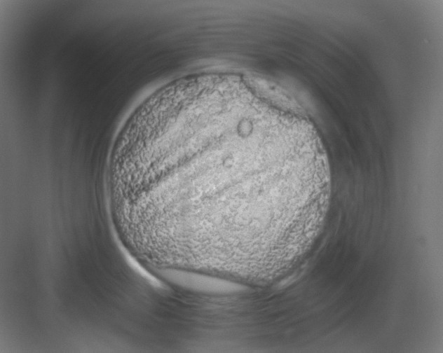 X0000081351247200702082246