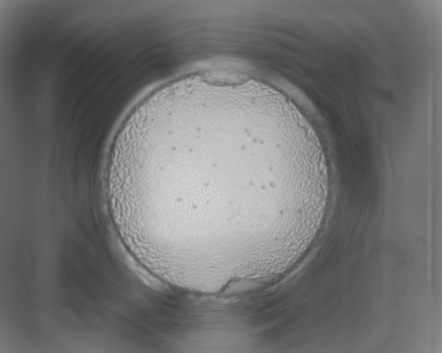 X0000081351248200702082246