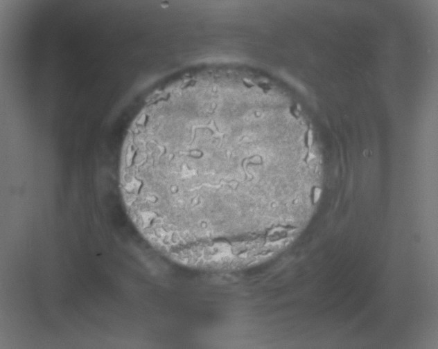 X0000081351255200702082245