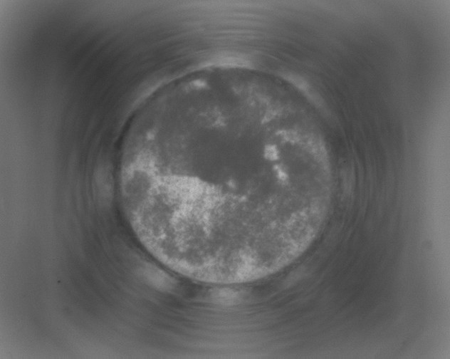 X0000081351266200702082245