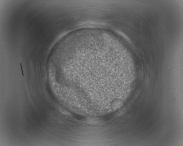 X0000081351267200702082245