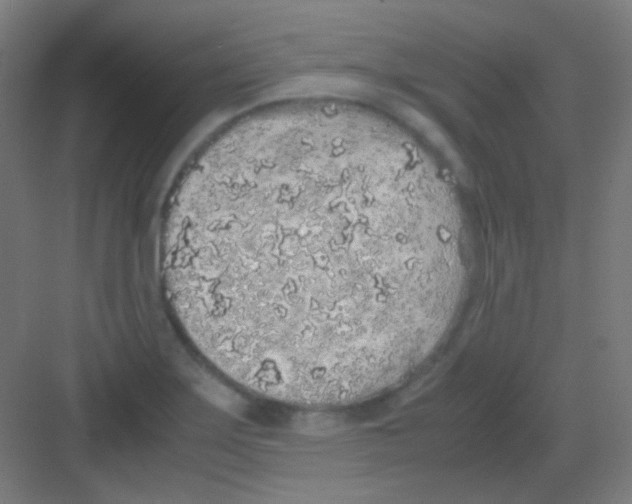 X0000081351275200702082245