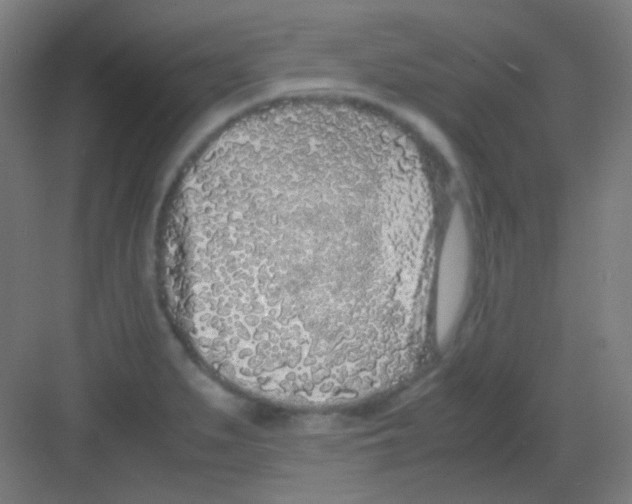 X0000081351279200702082245