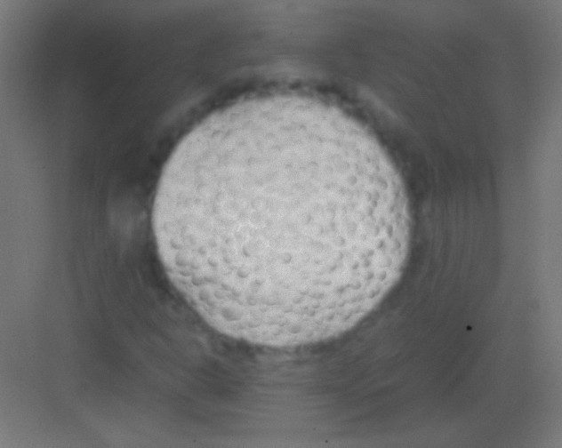 X0000081351302200702082244