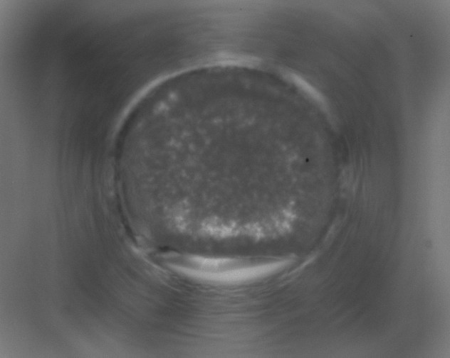 X0000081351310200702082244