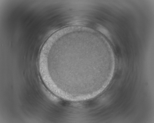 X0000081351338200702082245