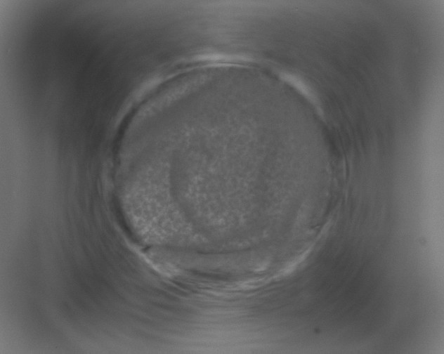 X0000081351357200702082244