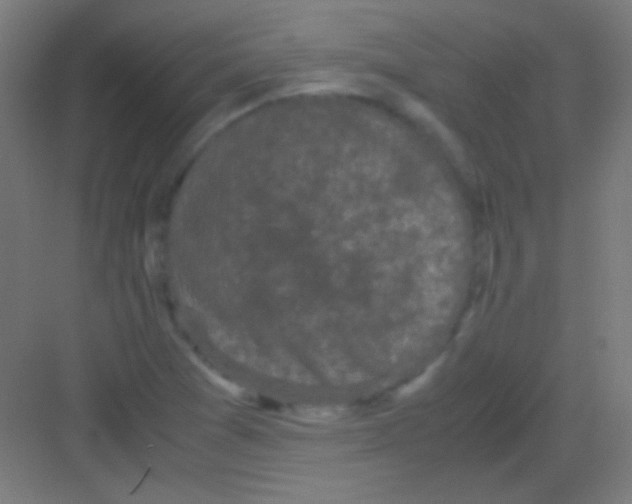 X0000081351361200702082244