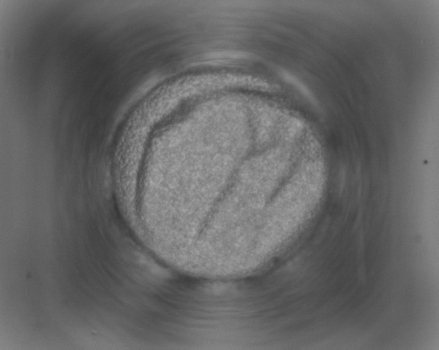 X0000081351362200702082244