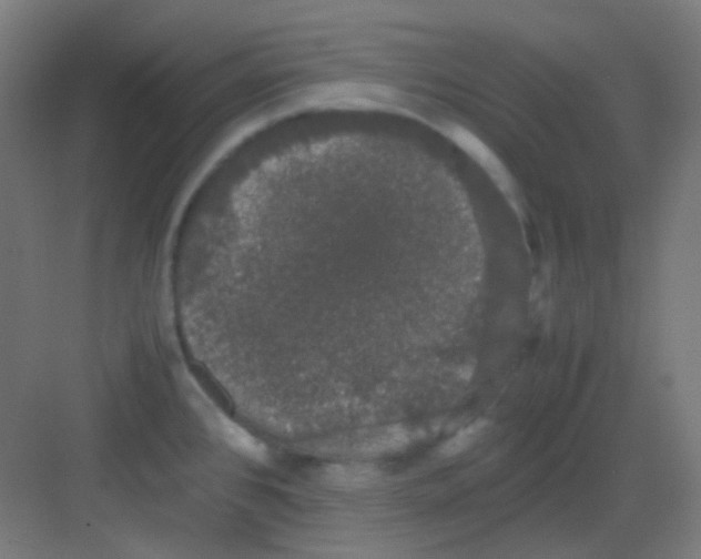 X0000081351384200702082243