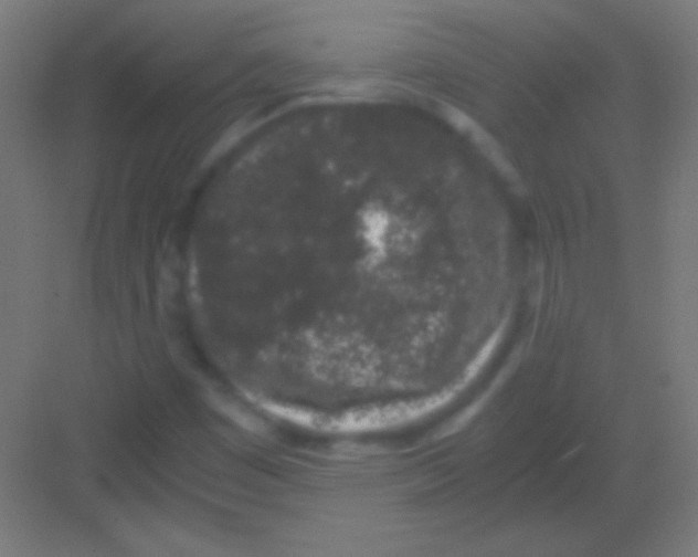 X0000081351449200702082242