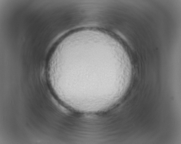 X0000081351452200702082242