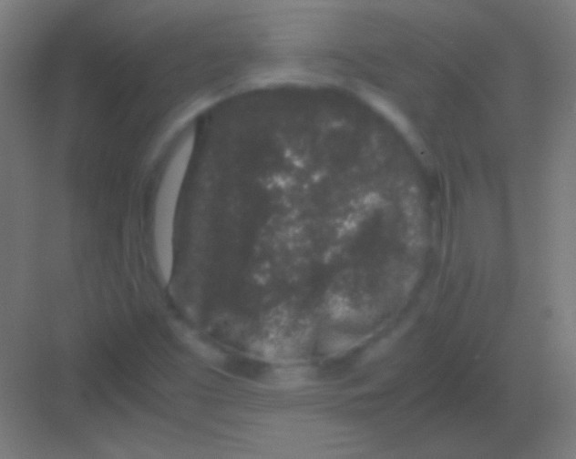 X0000081351453200702082242