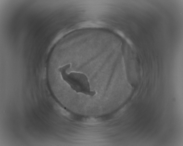 X0000081351459200702082242