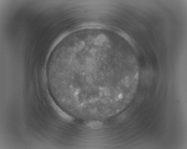 X0000081351466200702082242