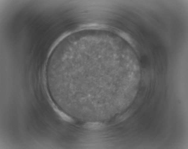 X0000081351474200702082242