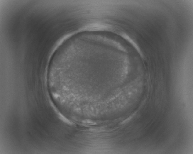 X0000081351477200702082242