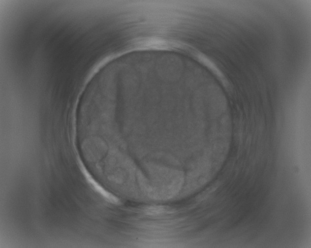 X0000081351479200702082242