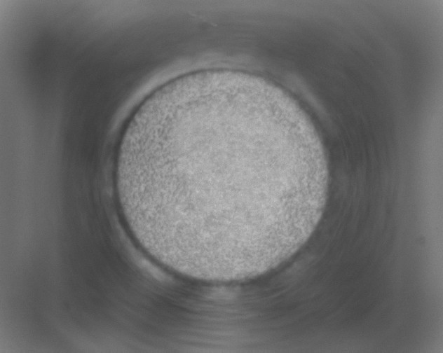 X0000081351504200702082241