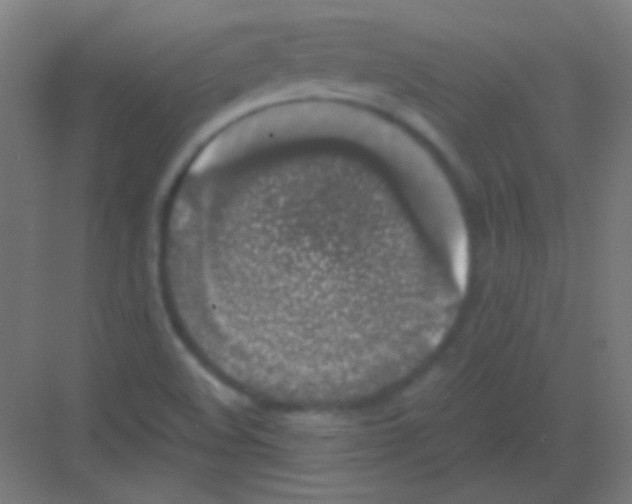 X0000081351508200702082241