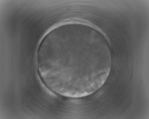 X0000081351522200702082241