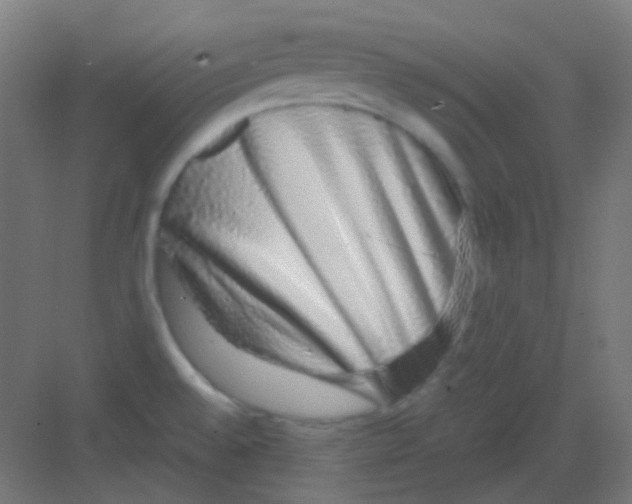 X0000081351528200702082241