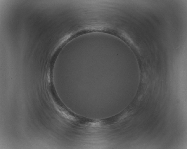 X0000081360068200701111532