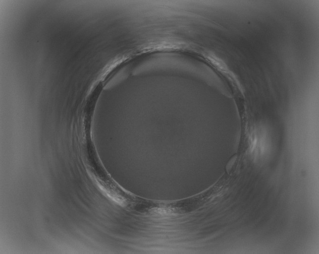 X0000081360250200701111529