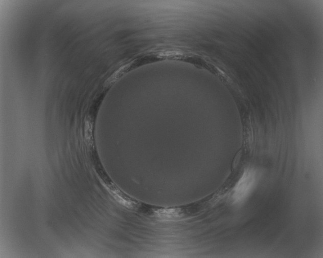 X0000081360281200701111529