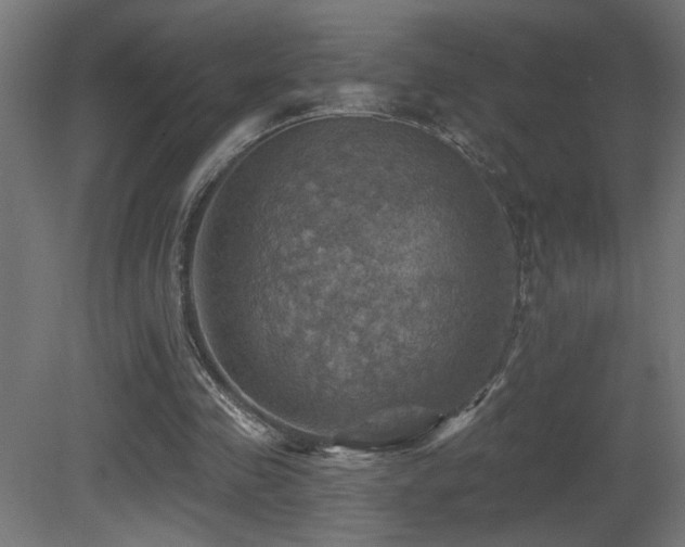 X0000081360341200701111527