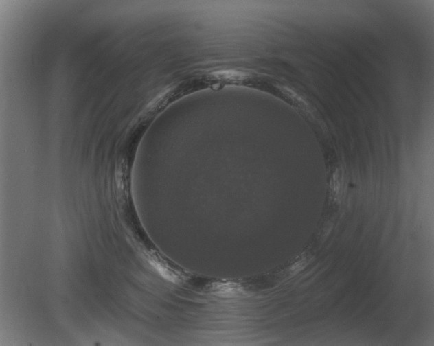 X0000081360424200701111526