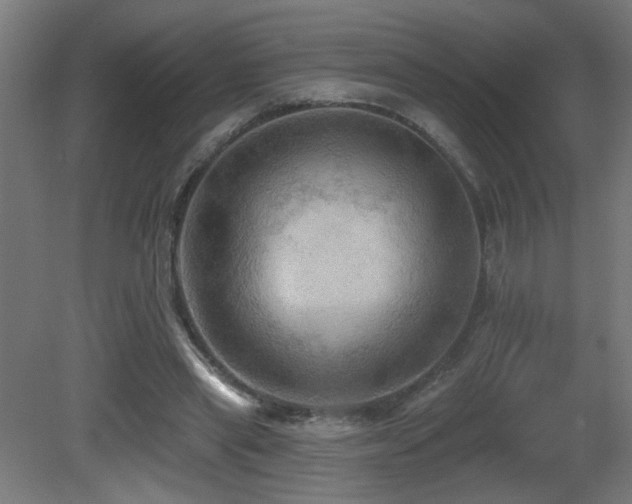 X0000081360445200701111526