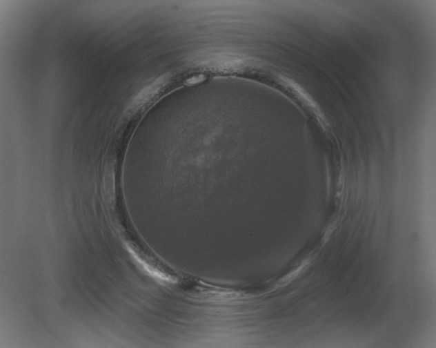 X0000081360493200701111525