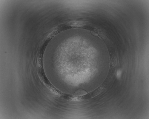 X0000081360755200701111521