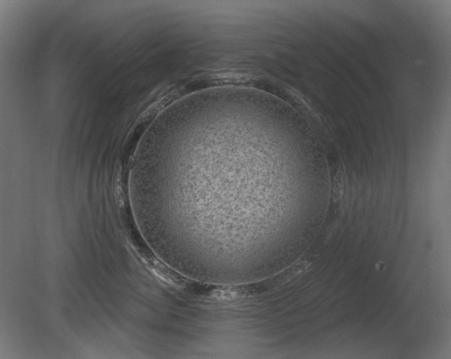 X0000081360764200701111521