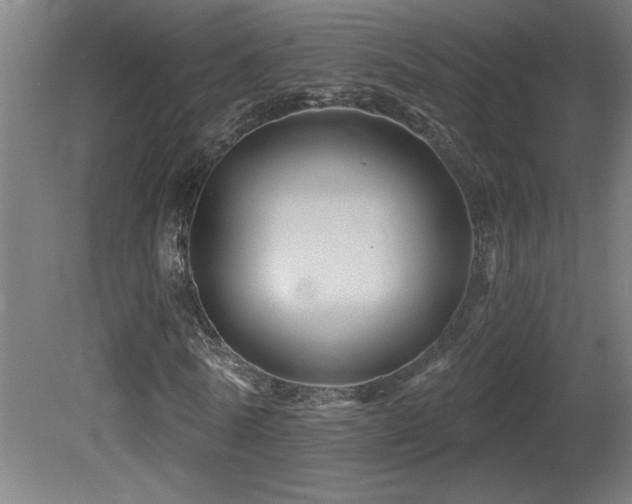 X0000081360770200701111520