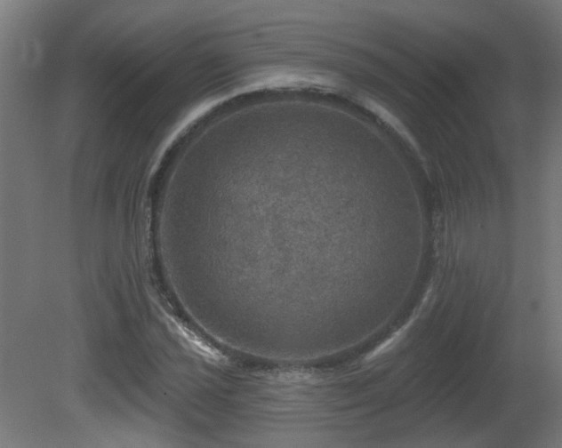 X0000081361021200701111516