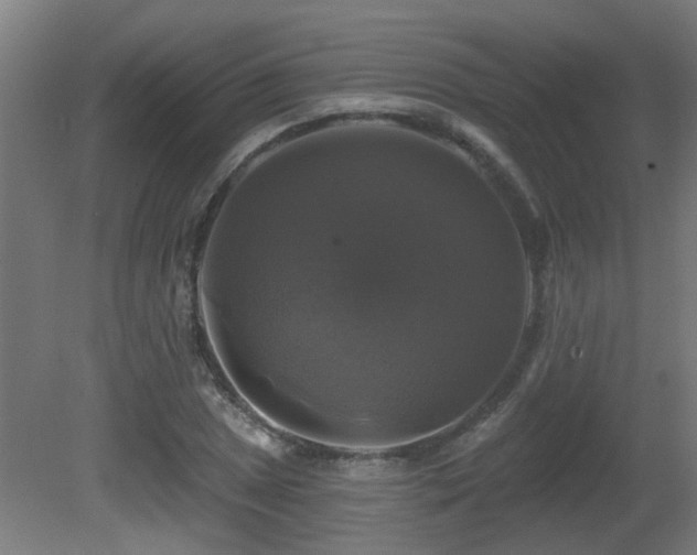 X0000081361025200701111516
