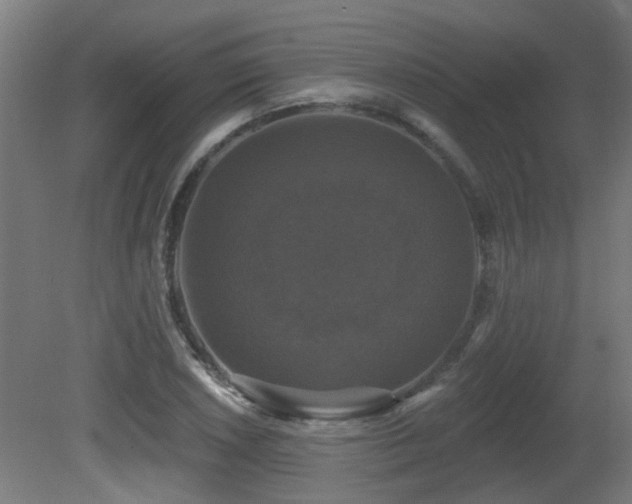 X0000081361026200701111516