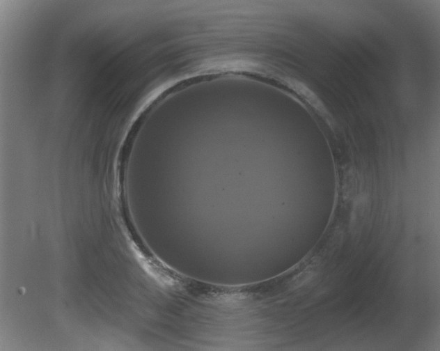 X0000081361031200701111516