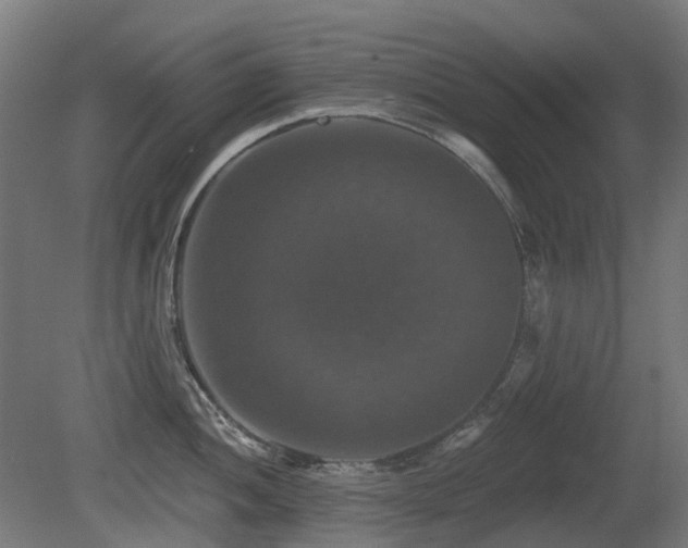 X0000081361052200701111516