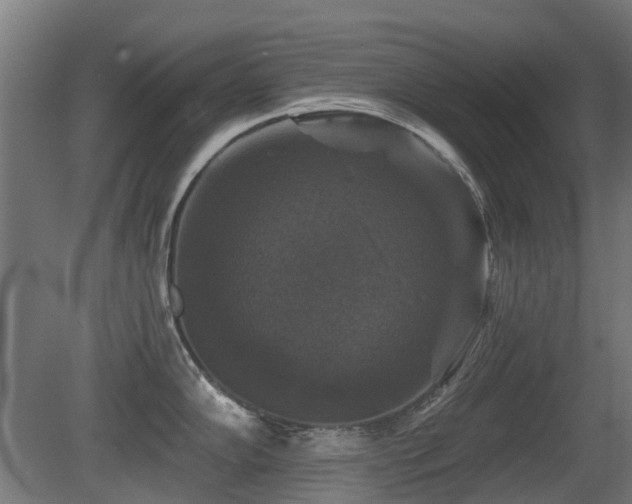 X0000081361102200701111515