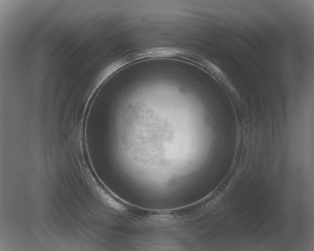 X0000081361186200701111513