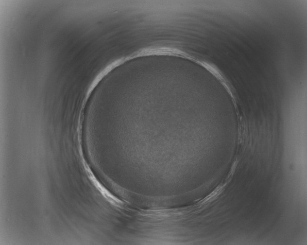 X0000081361438200701111510