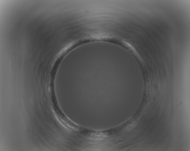 X0000081360443200701182117