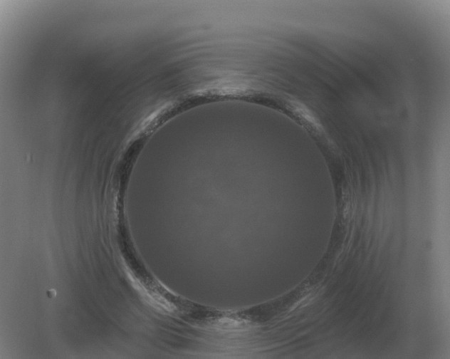 X0000081360542200701182115