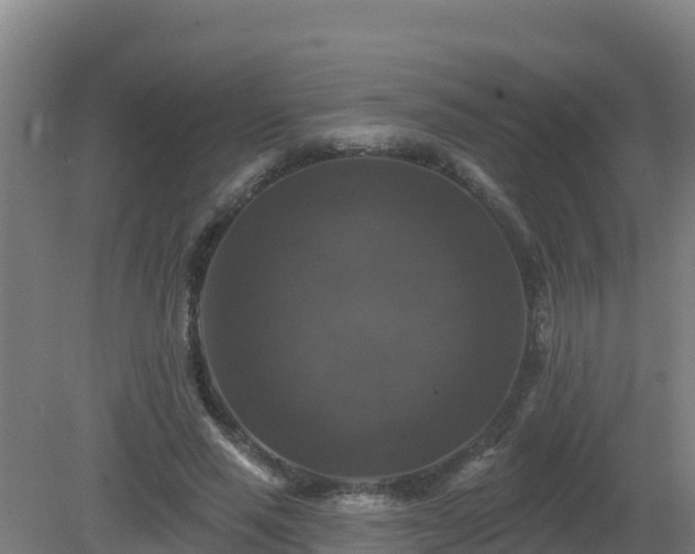 X0000081360637200701182114