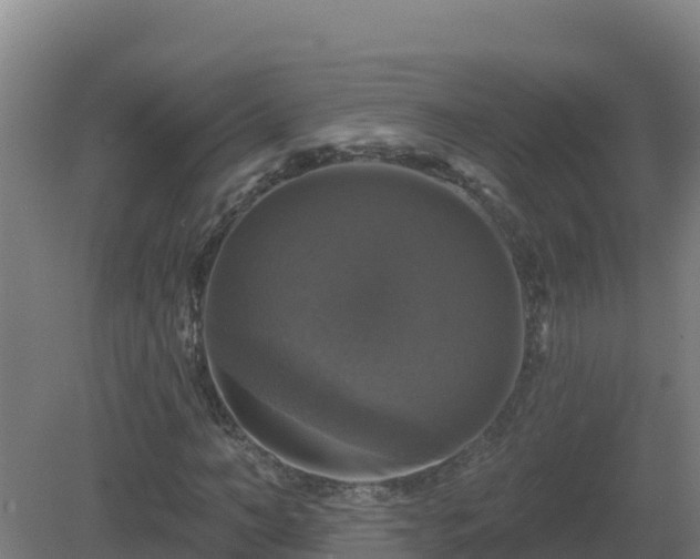 X0000081360966200701182108