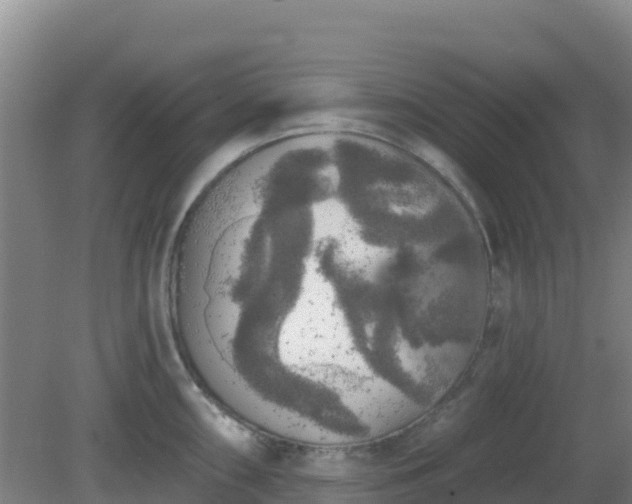 X0000081361098200701182106